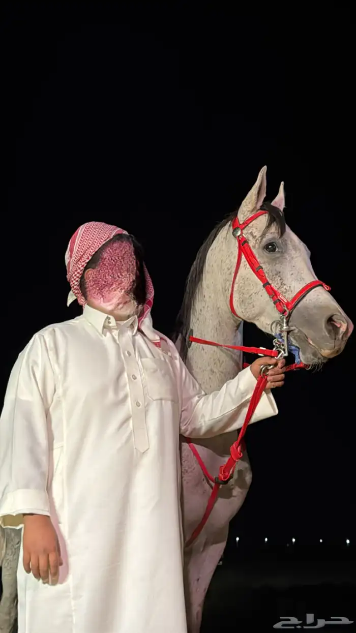 حصان شعبي كفو 1