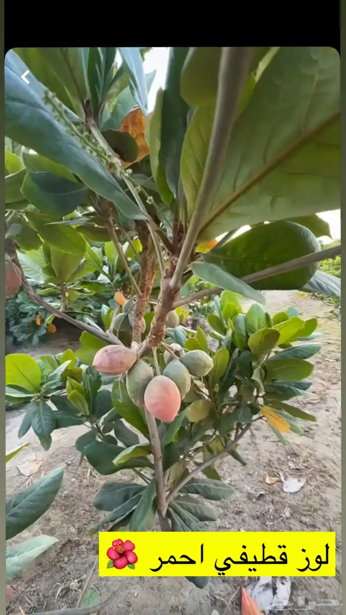 اشجار زينة ومثمرة للبيع 2