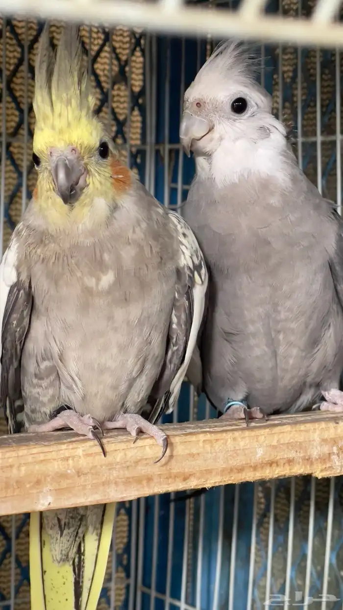 زوج كروان منتج الانثى نزلت اول بيضه تم البيع 6