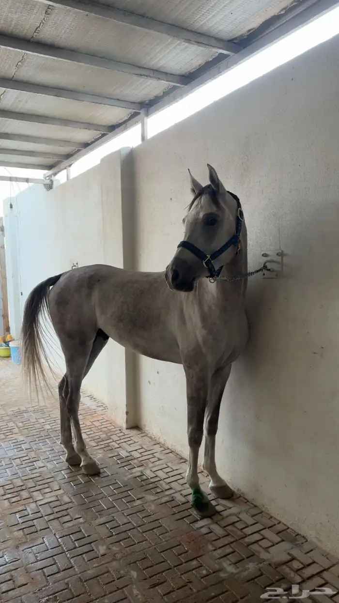 حصان واهو دماء فاخره 4