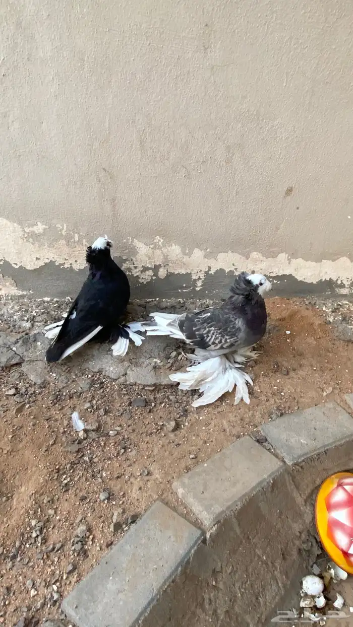 حمام هزازي وبخارا حمام زينه 2