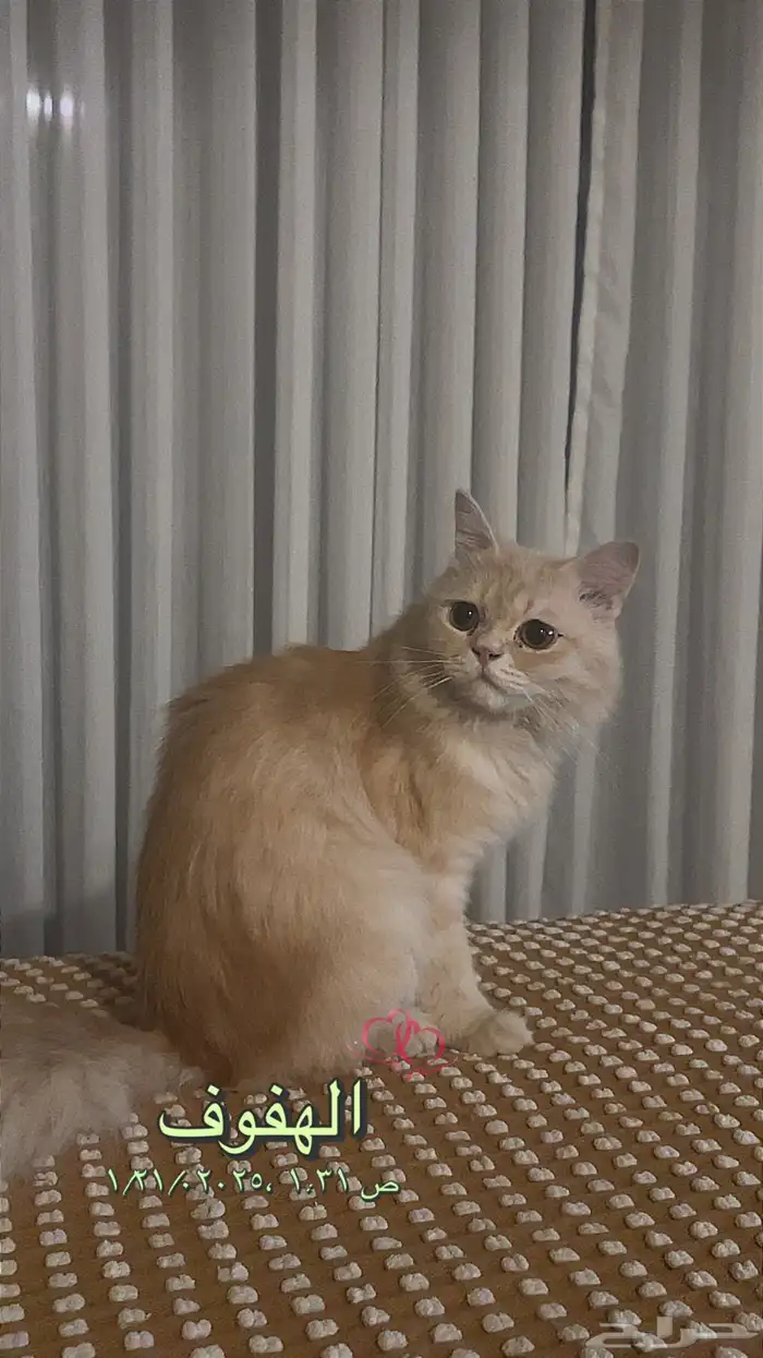 للبيع قط 1