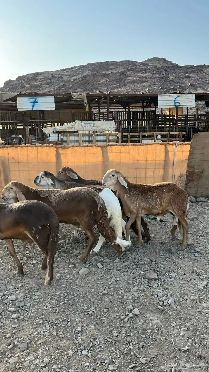 طليان سواكن حمري مرابى جدعان 12