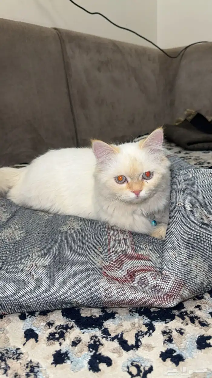 قطو للتبني 0