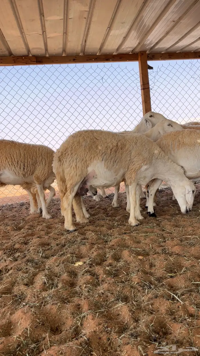 غنم حريات حرش صنف درجه أولى 5