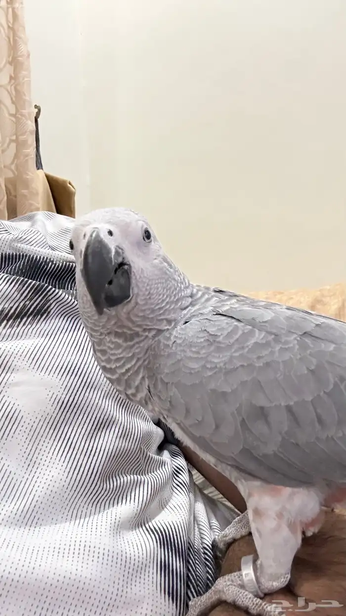 ببغاء كاسكو 4