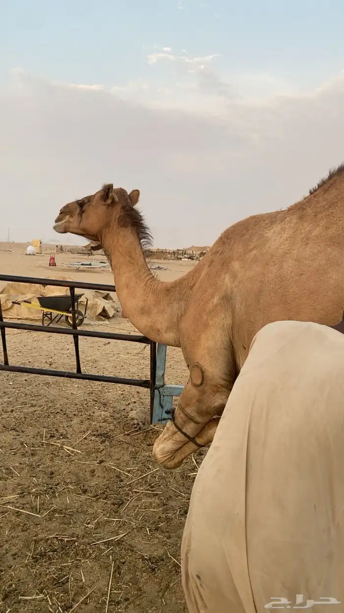 ناقه خلفه ساحليه 1