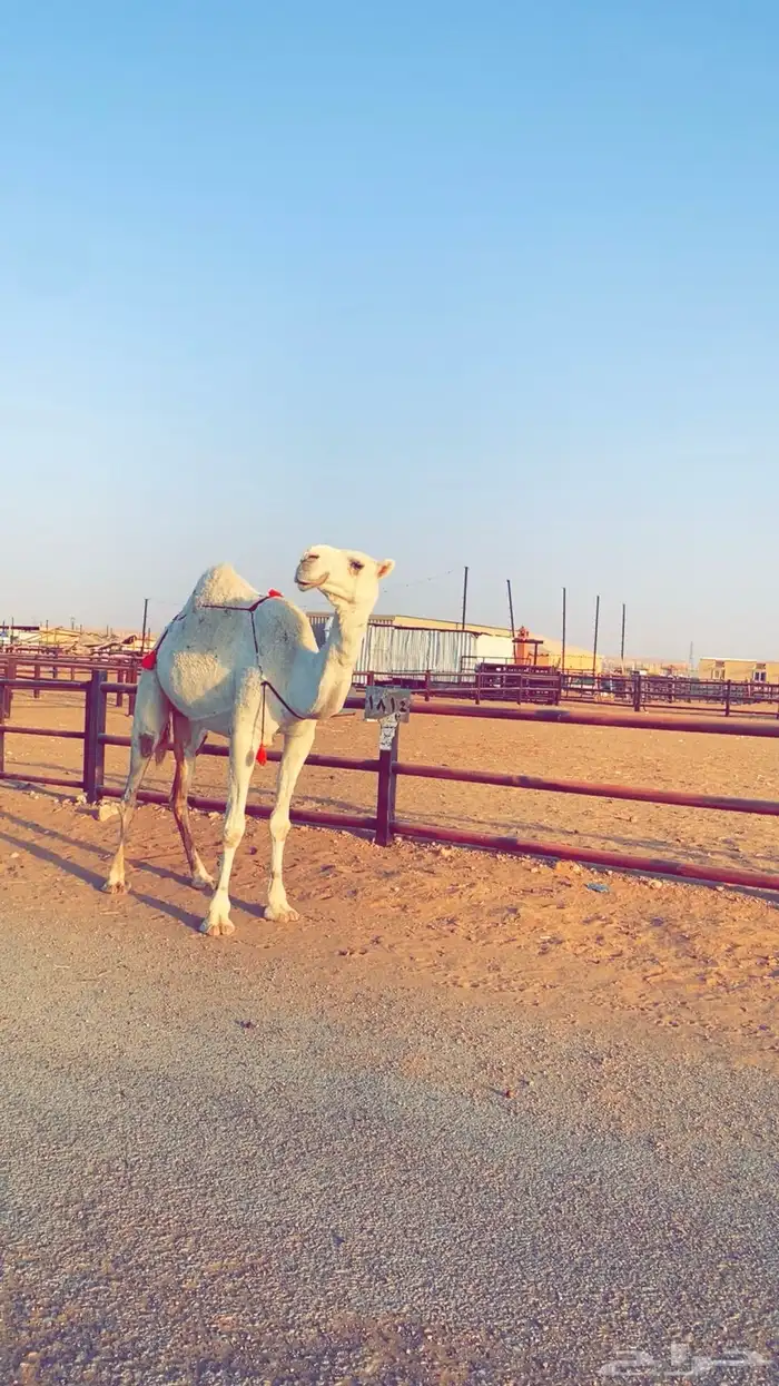 عشرا وضحى ضروبه بكر 1