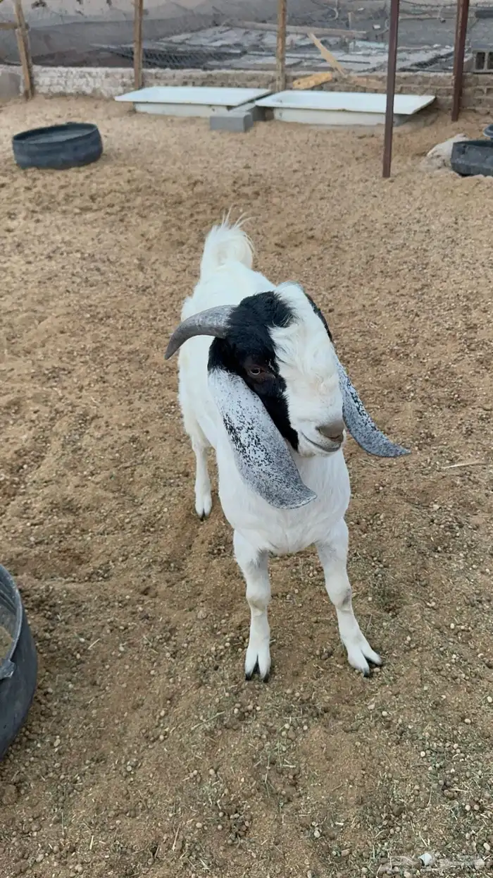 تيس بورقت هجين للبيع (تم البيع ) 3