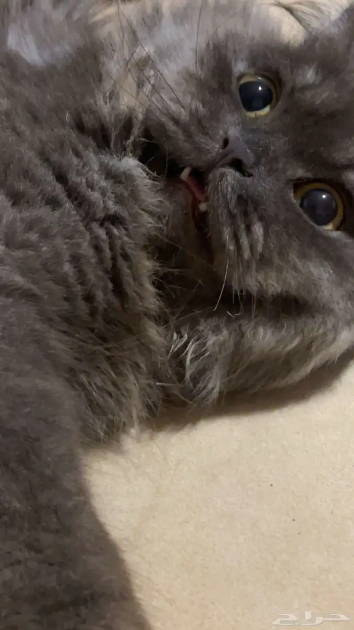 قطة للتزاوج 1