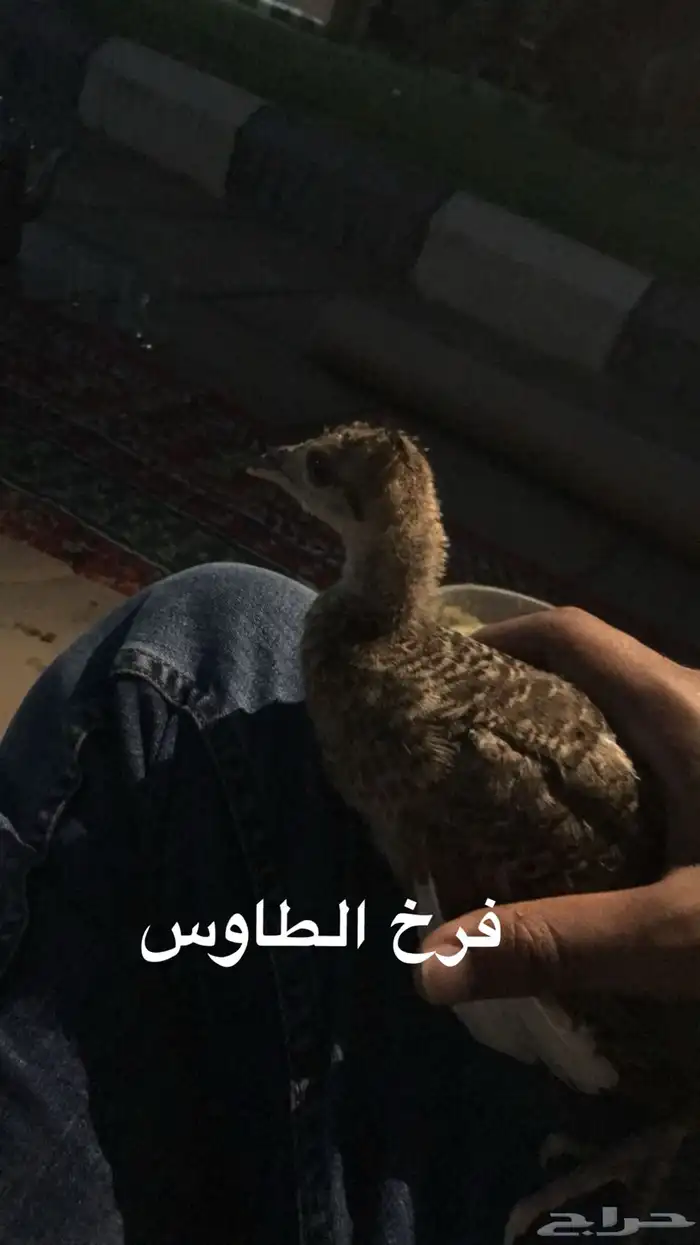 فروخ طاوس ( تم البيع ) 0