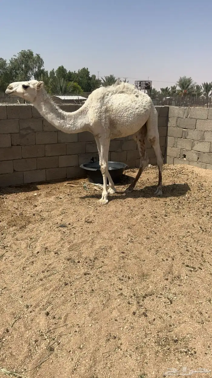 بكره للبيع 1