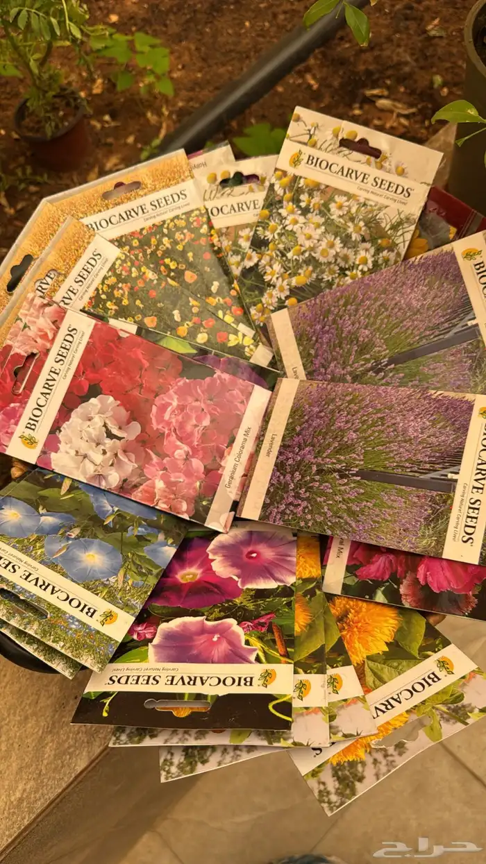 بذور ربيعيه موسميه شتويه ودائمه للبيع 0