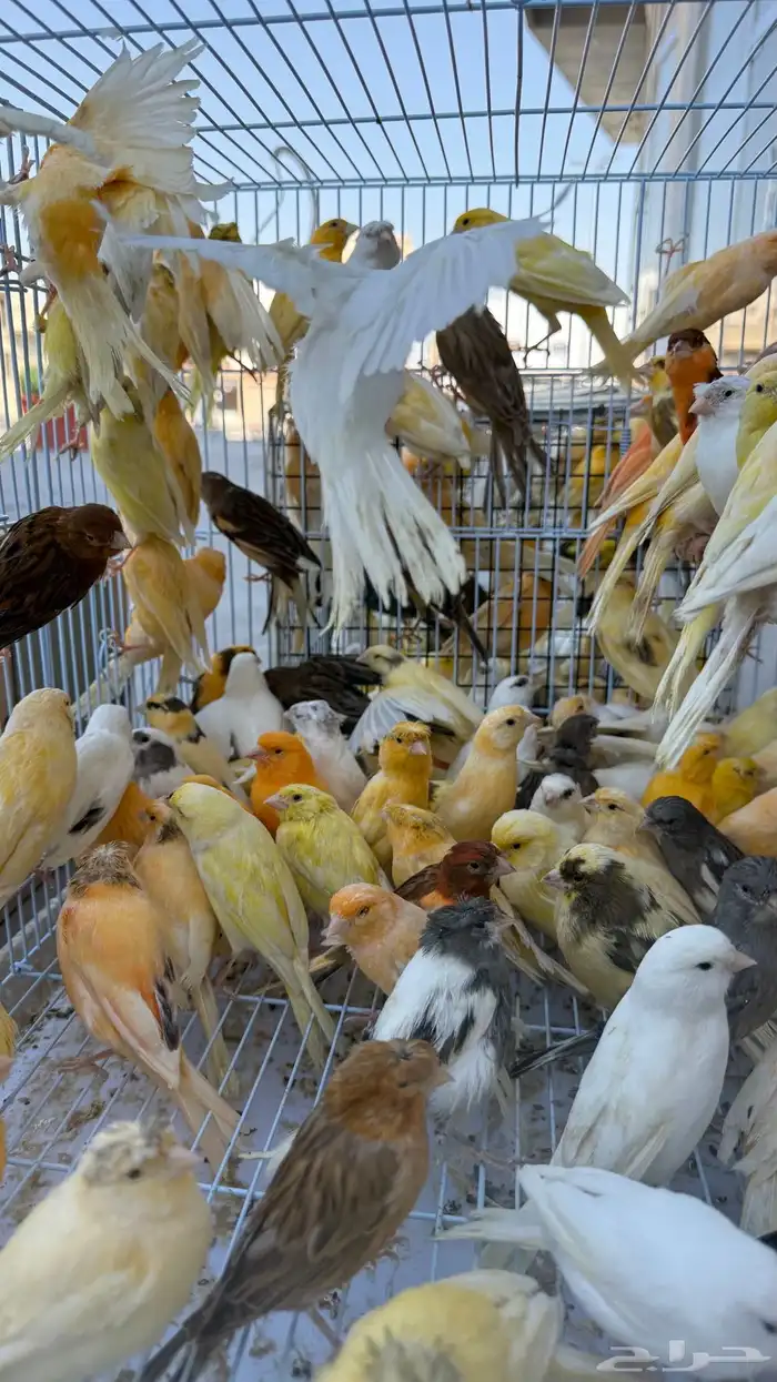 عرض ع الكناري مفرد وجمله 3