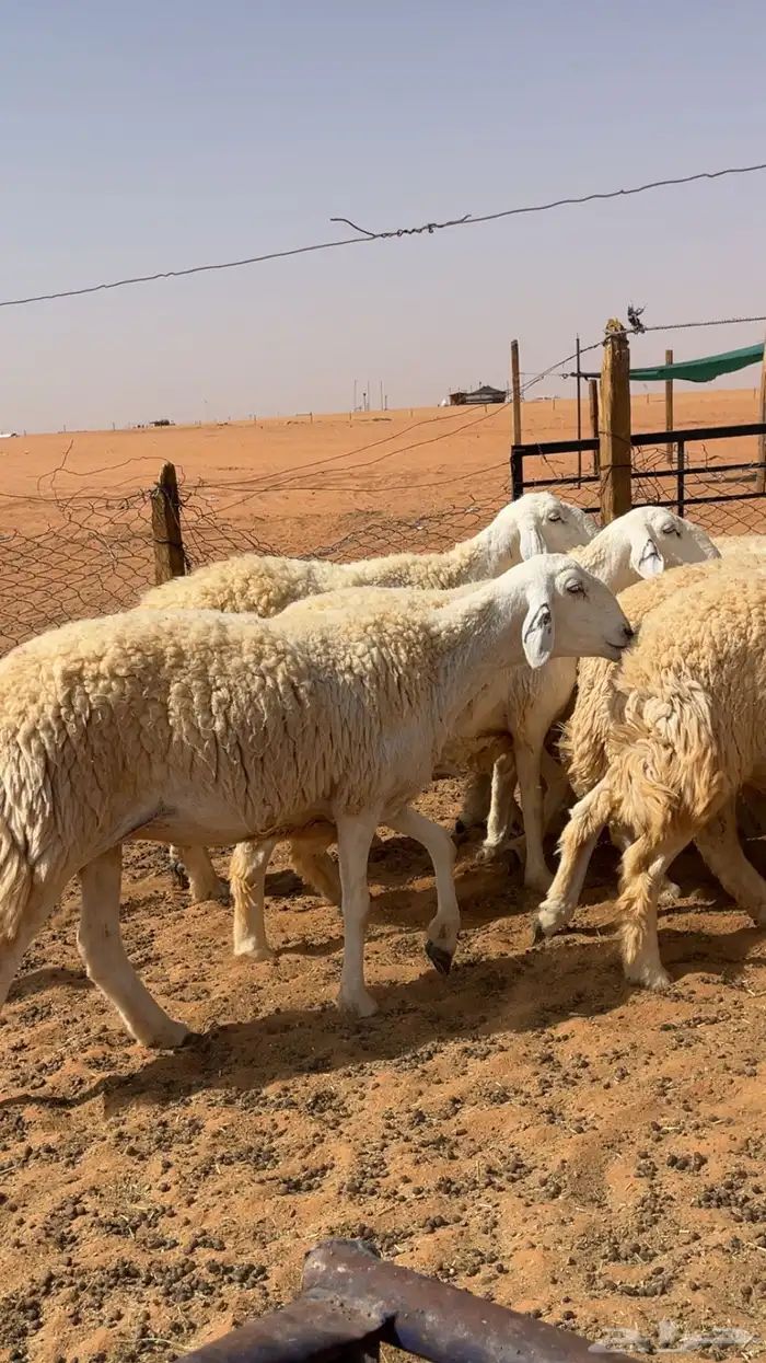 غنم حريات حرش صنف درجه أولى 0