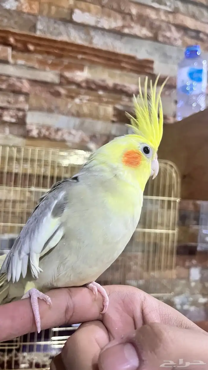 كروان فراشه 4