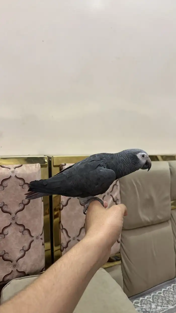 ببغاء كاسكو 3