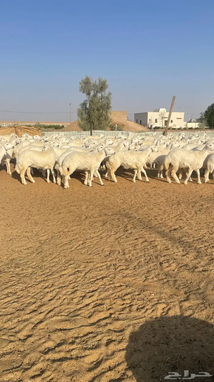 رخال جذعات حرش 213 راس 2