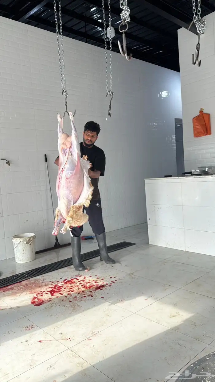 خرفان اللبيع نضيف 1