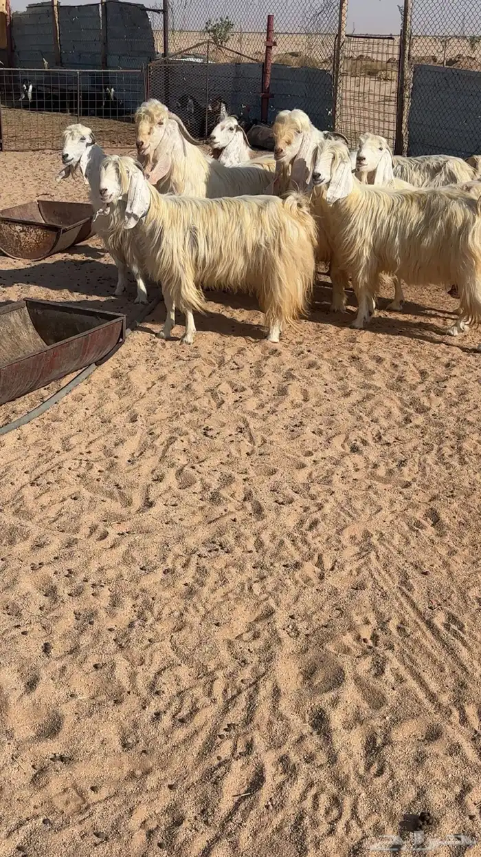 معزا مشاريك بيض 0