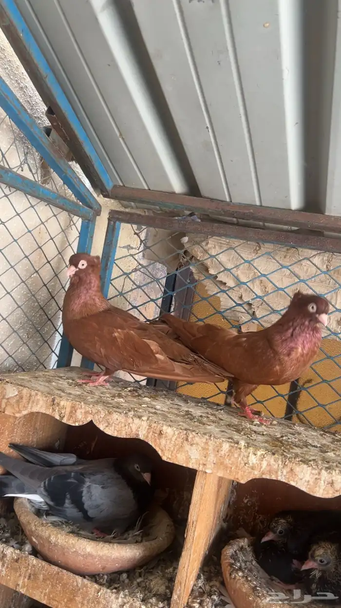 جوز صربي احمر منتج 1