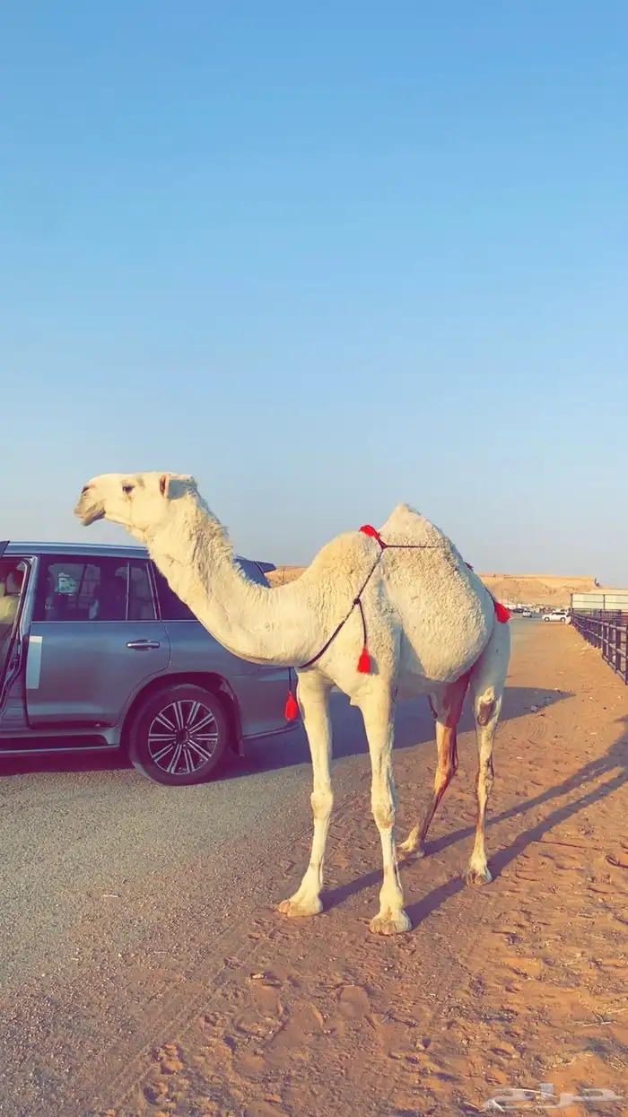 عشرا وضحى ضروبه بكر 4