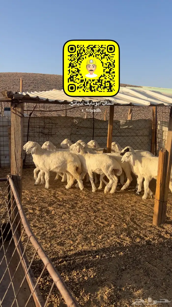 ذبايح ذبيحه نعيم هرفي جبر نعيمي وسط حري هرافي حريات لباني 11