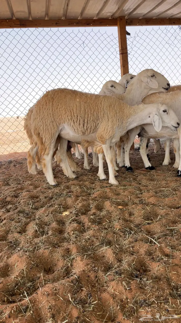 غنم حريات حرش صنف درجه أولى 6