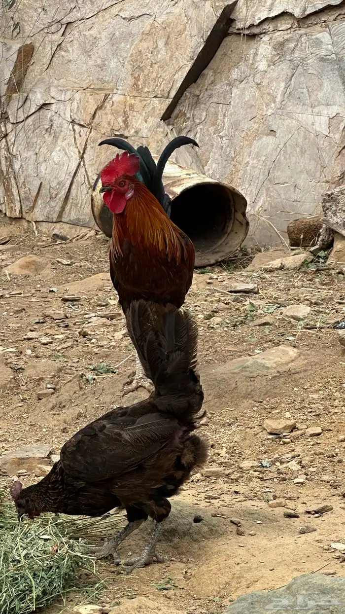 ماشاءالله 3
