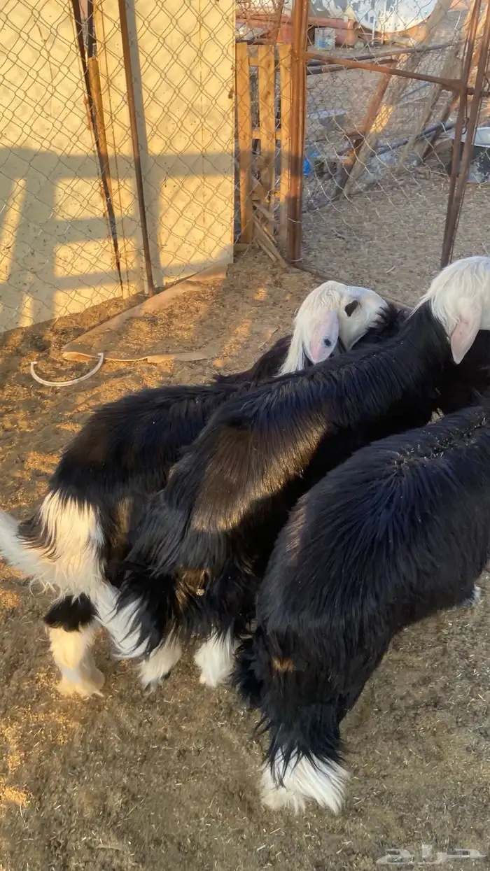 خرفان نجد تم البيع 1