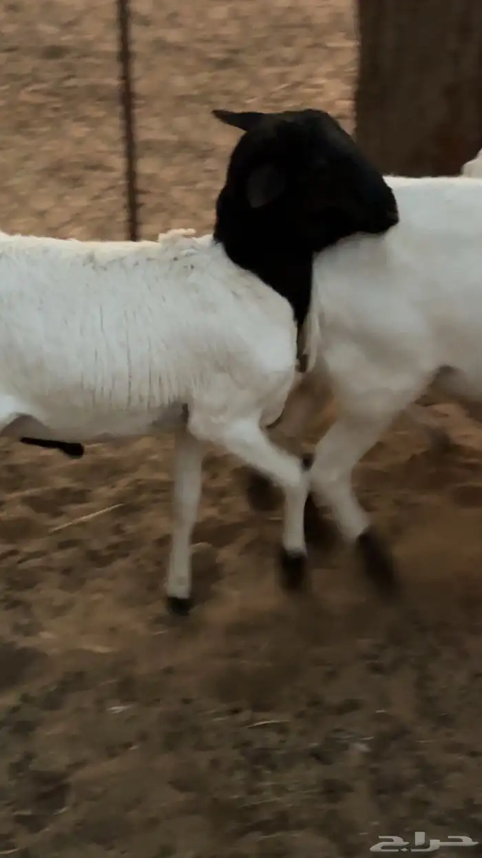 برابر مواليد الديرة تم البيع تم البيع 0