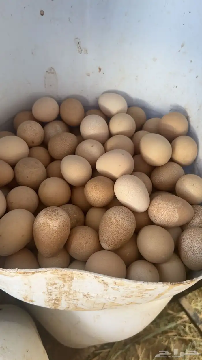 بيض دجاج حبشي 0