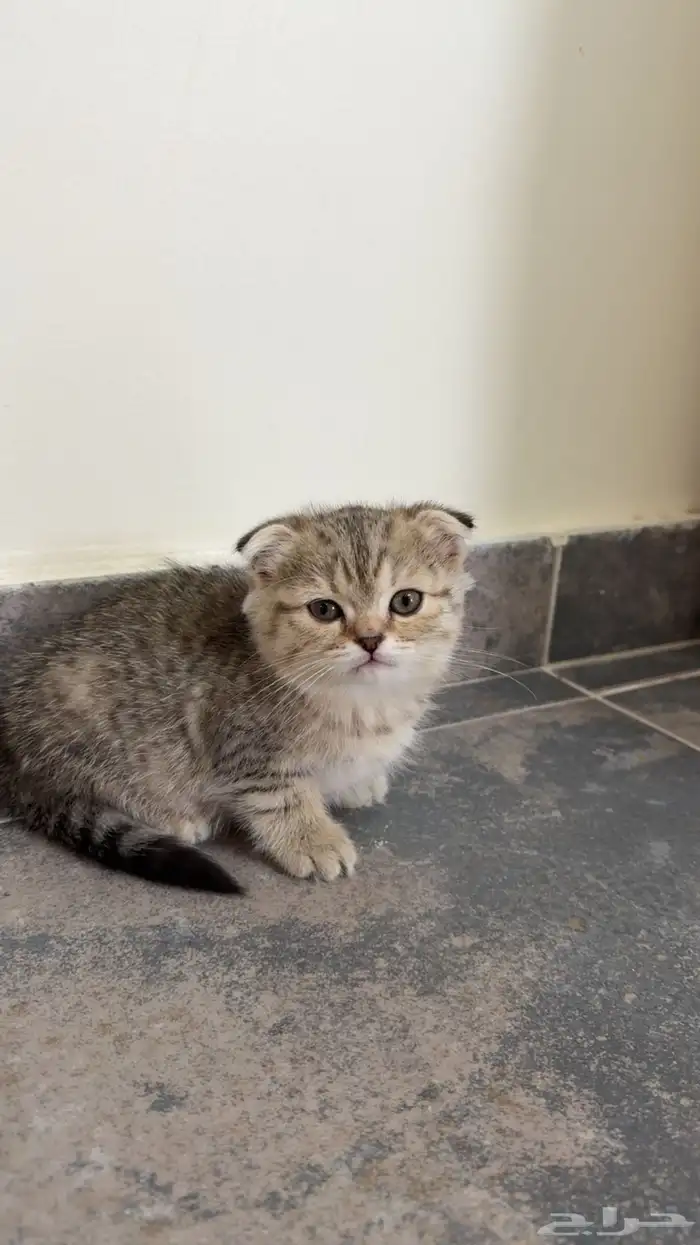 كيتن سكوتش فولد للبيع 3