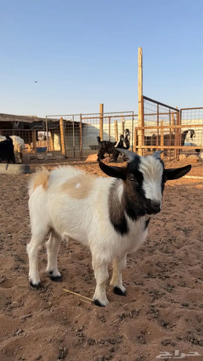 ماعز قزم 2