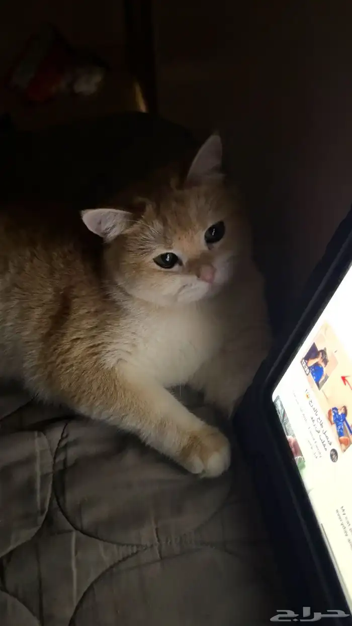 انثى سكوتش ستريت قولد ny12 منتجه 2