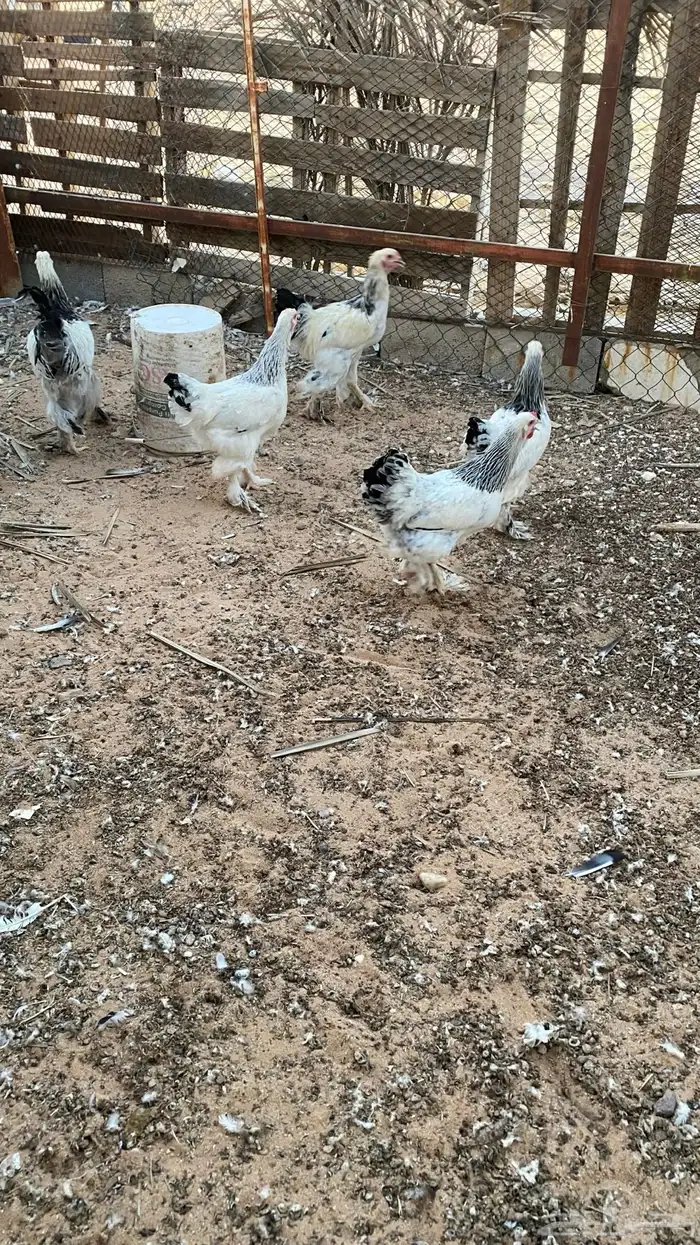 دجاج براهما كولمبي 3