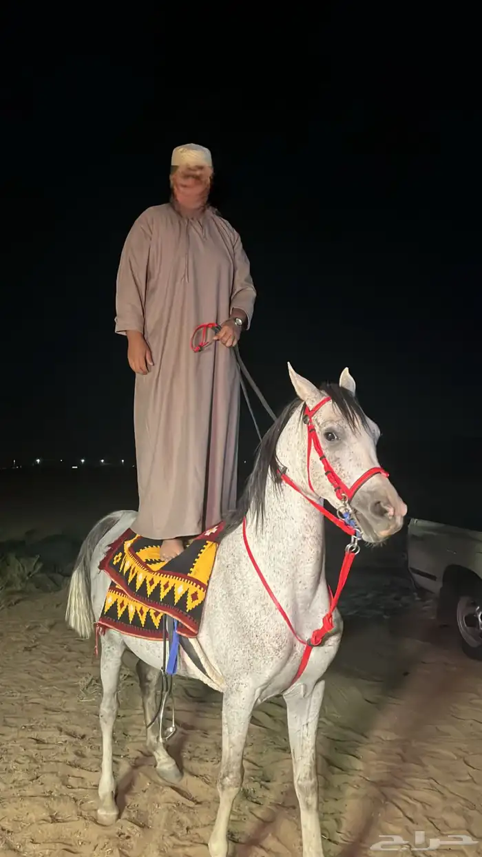 حصان شعبي كفو 0