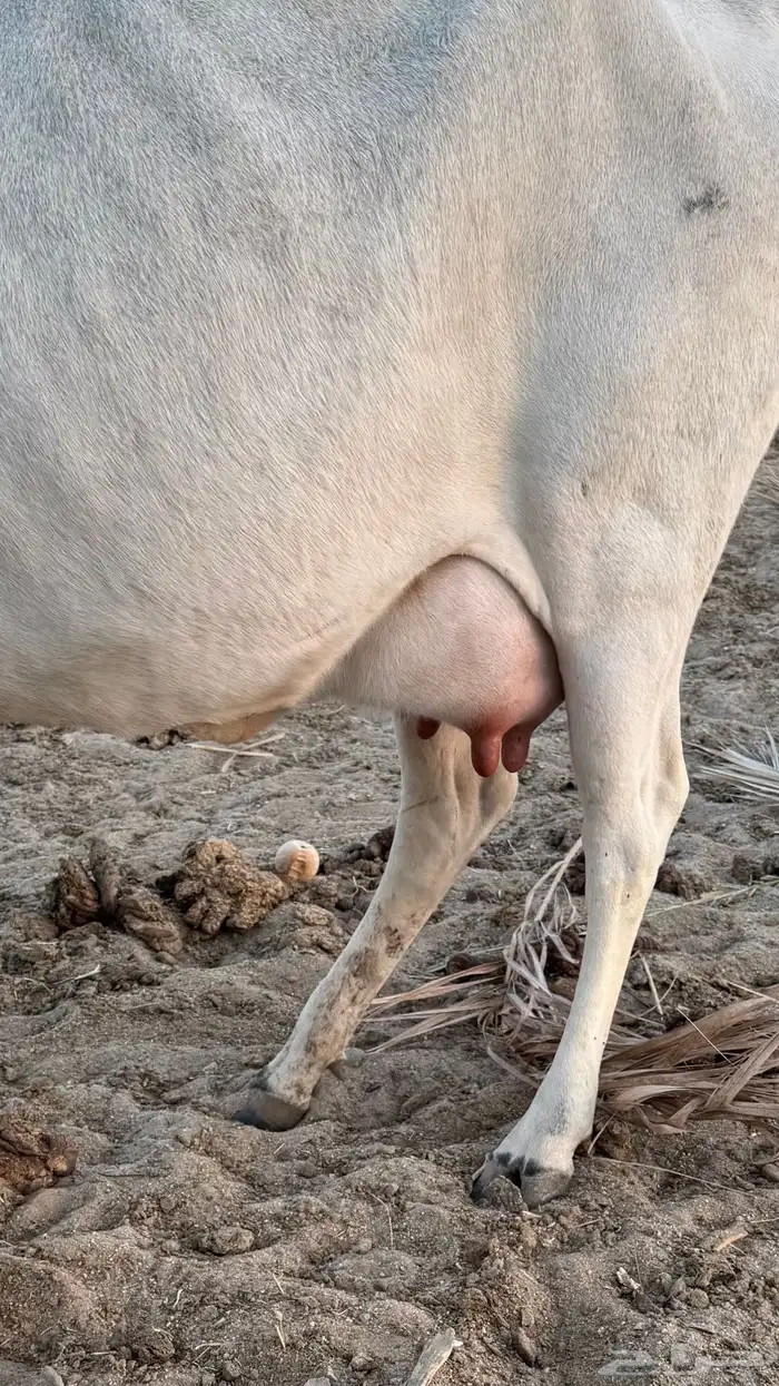 بقره خلفه للبيع 0