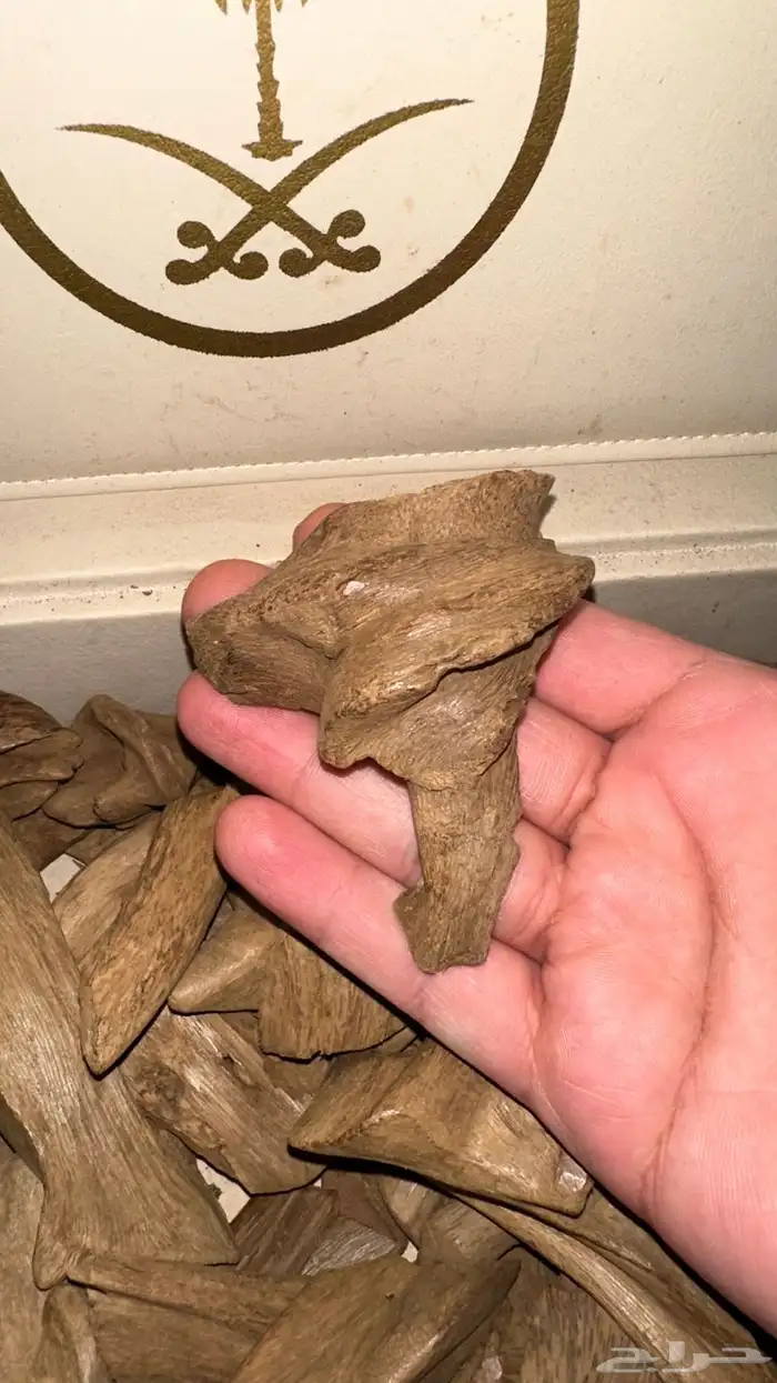 عود مروكي آصقون 700 جرام 0