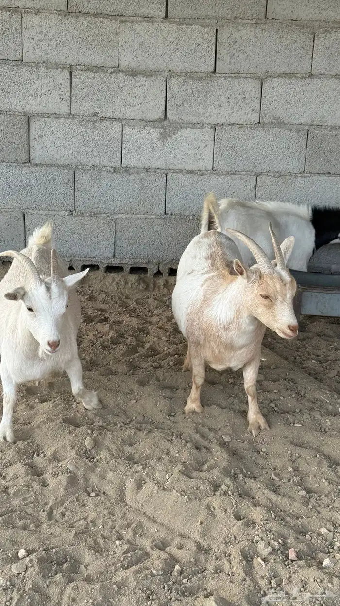 مراح ماعز اقزام دفيع 2