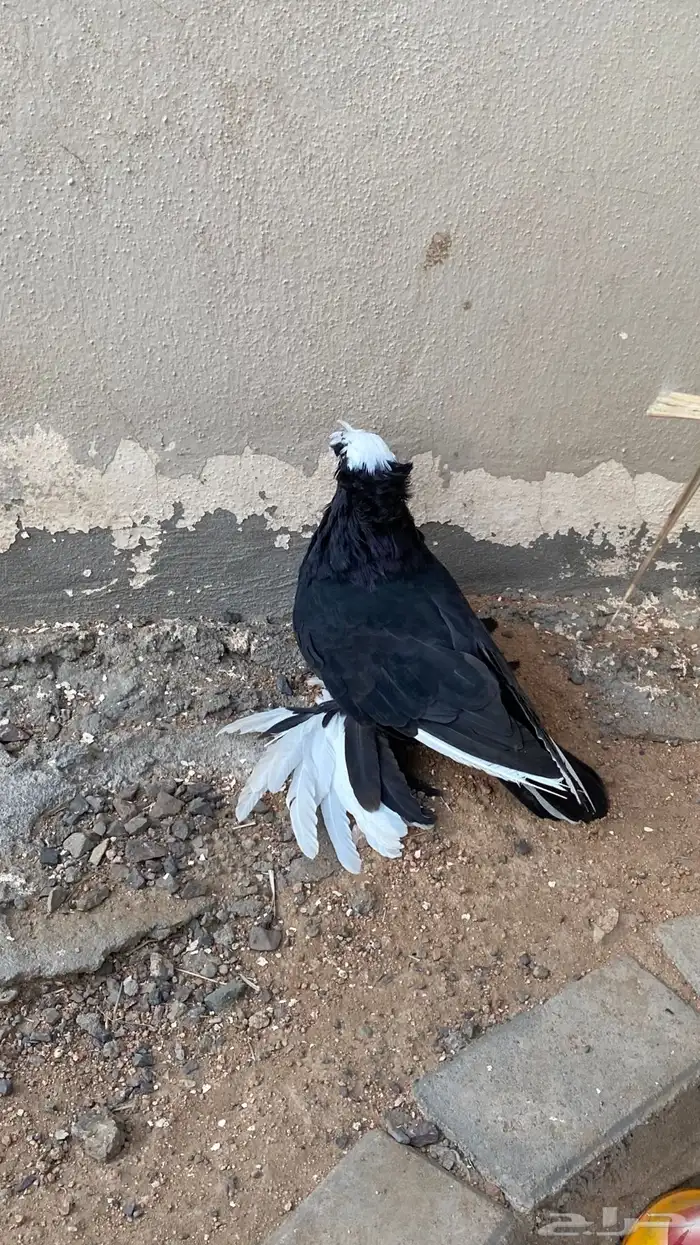حمام هزازي وبخارا حمام زينه 4