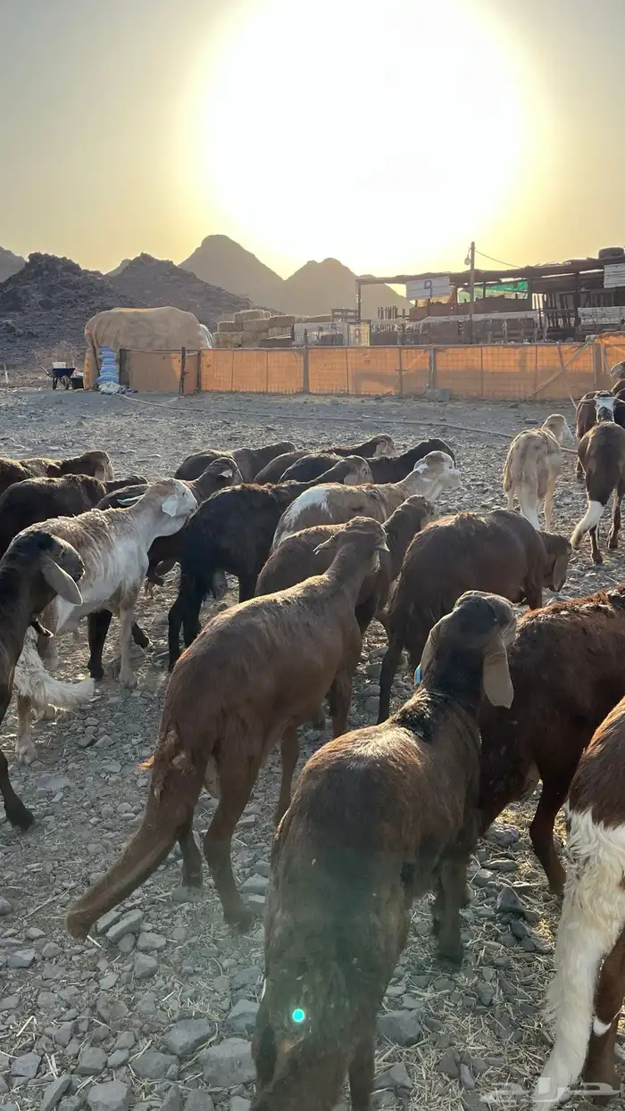 طليان سواكن حمري مرابى جدعان 3