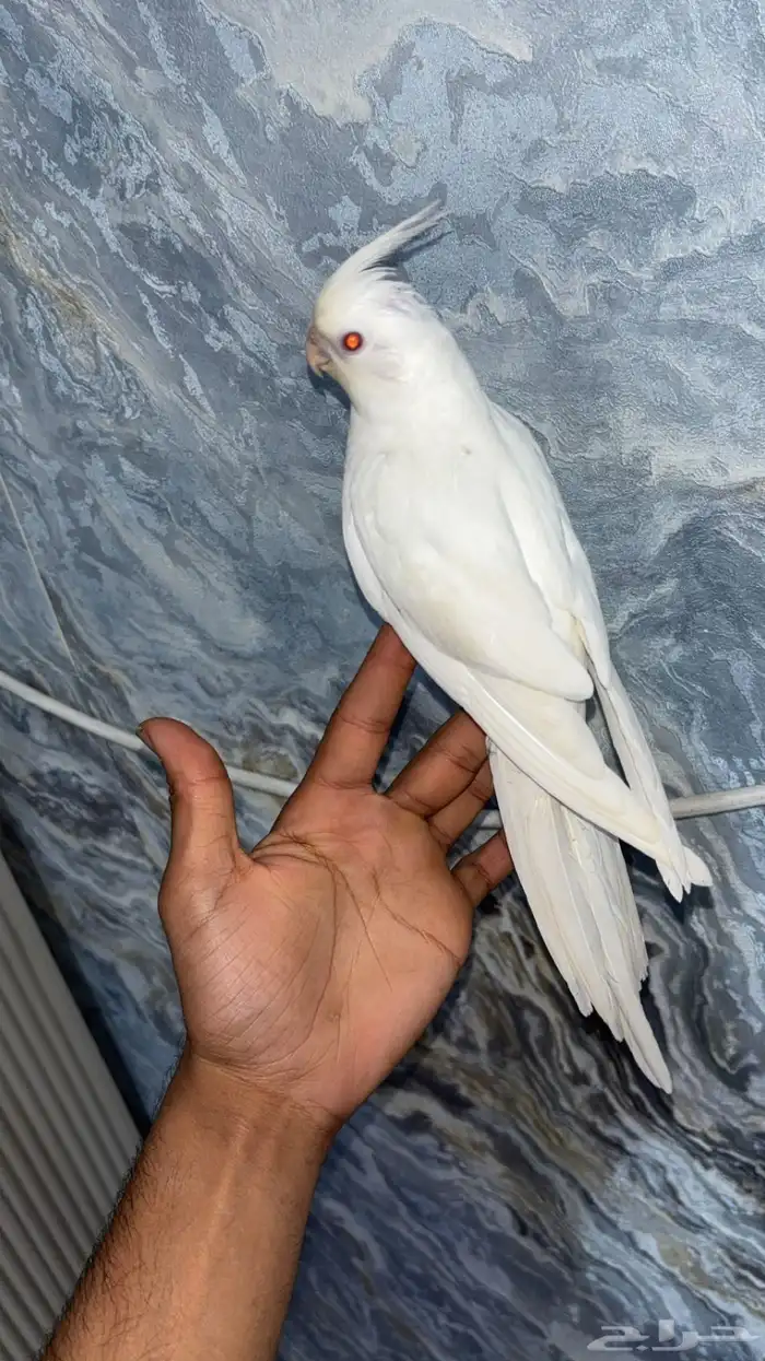 كروان البينو 0