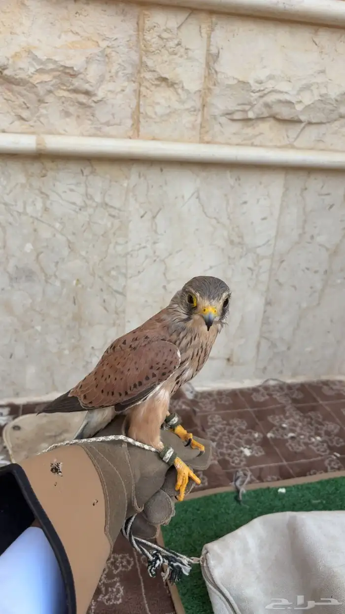 شبوط اليف للبيع 0