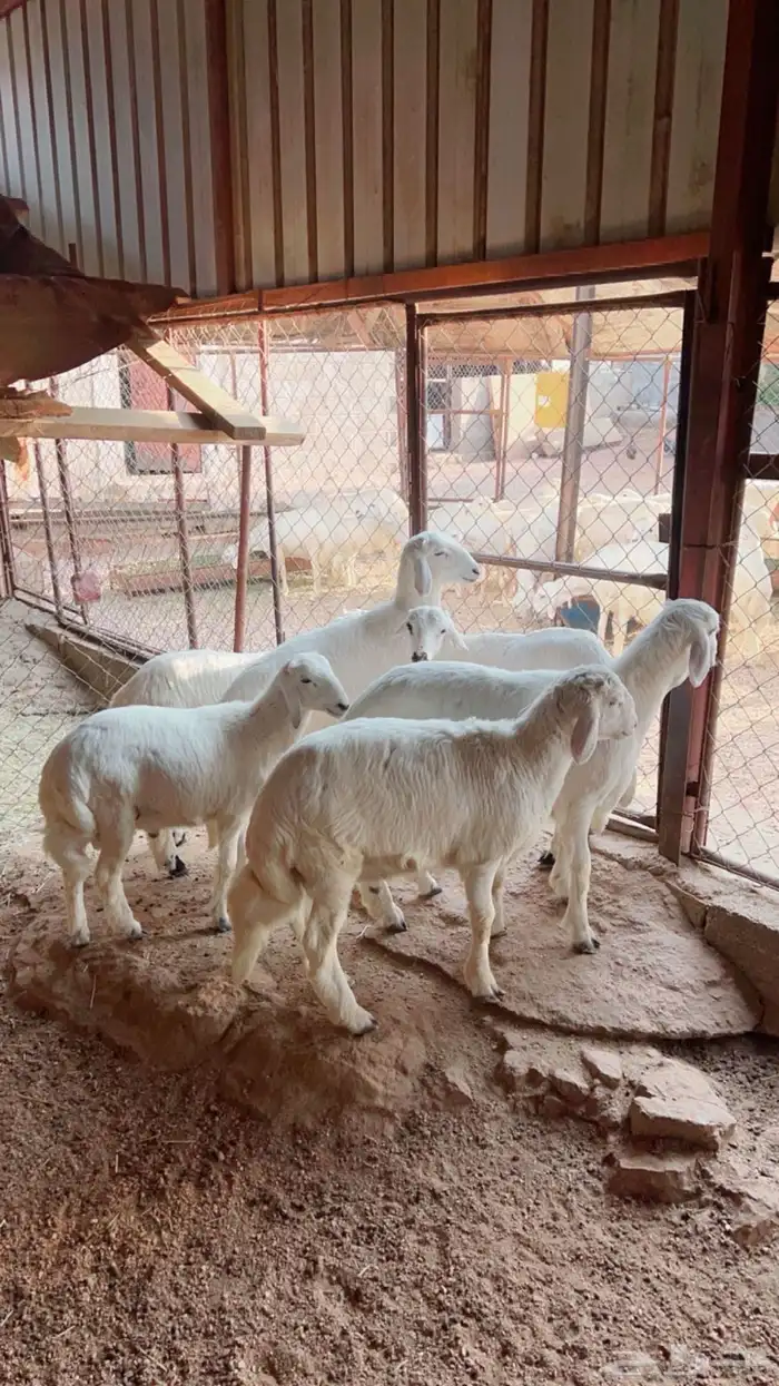 خرفان اللبيع نضيف 0