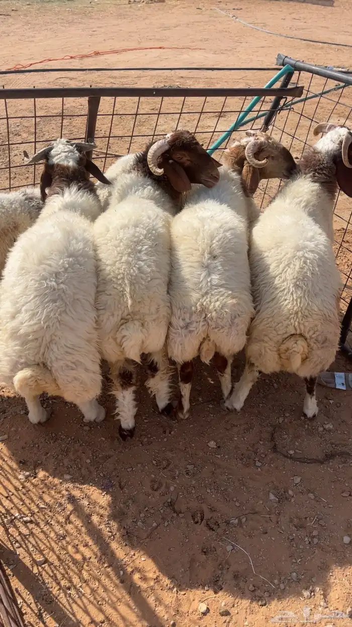 طليان نعيمي 0