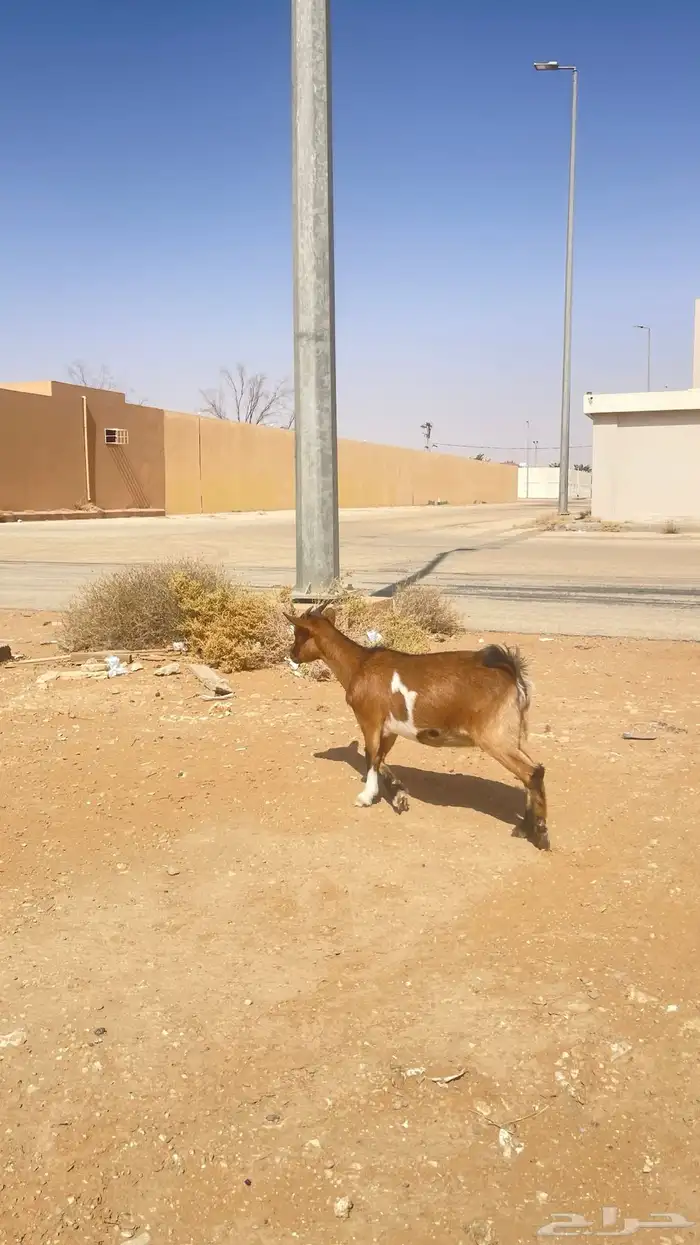 جفره قزميه 3