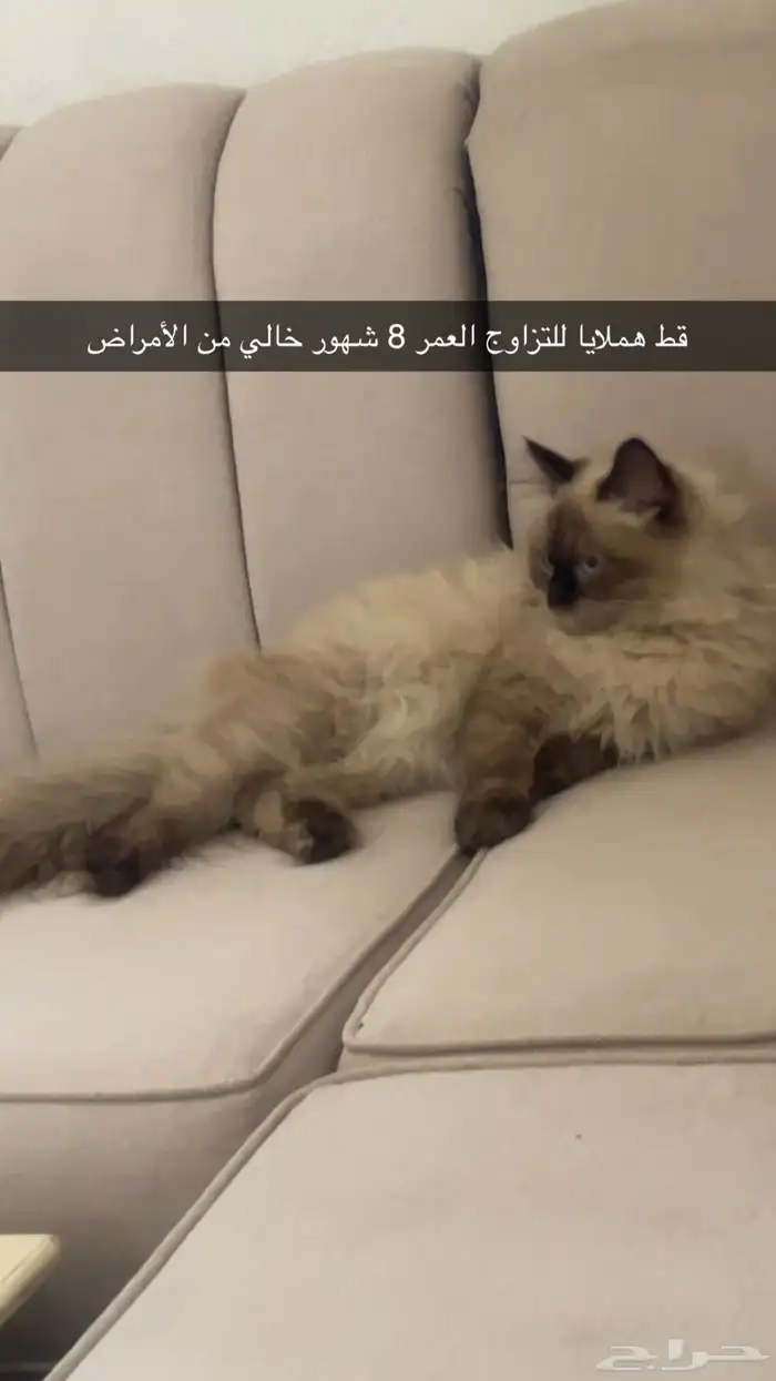 قط للتزاوج هملايا 0