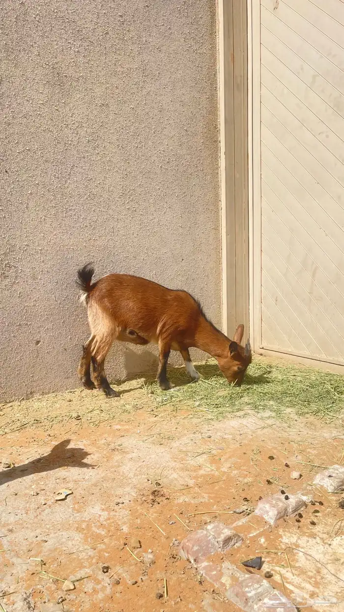 جفره قزميه 0