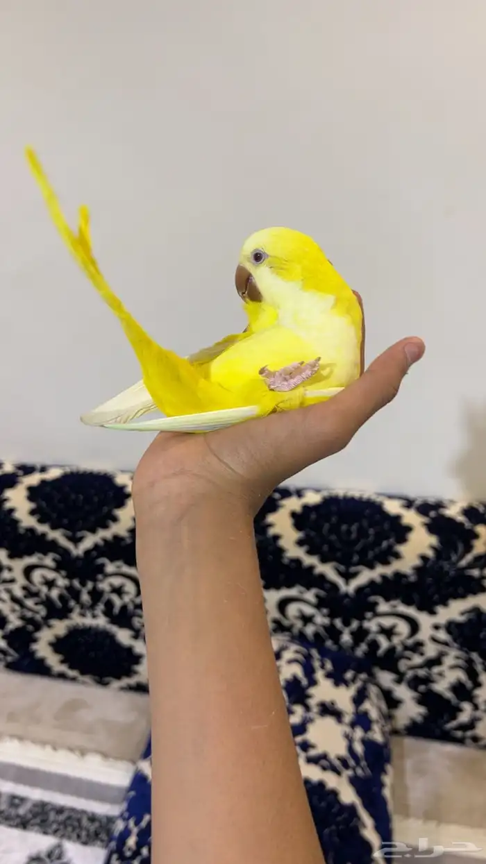 كويكر لاتينو اليف وهدد داخلي و خارجي و متكلم 2